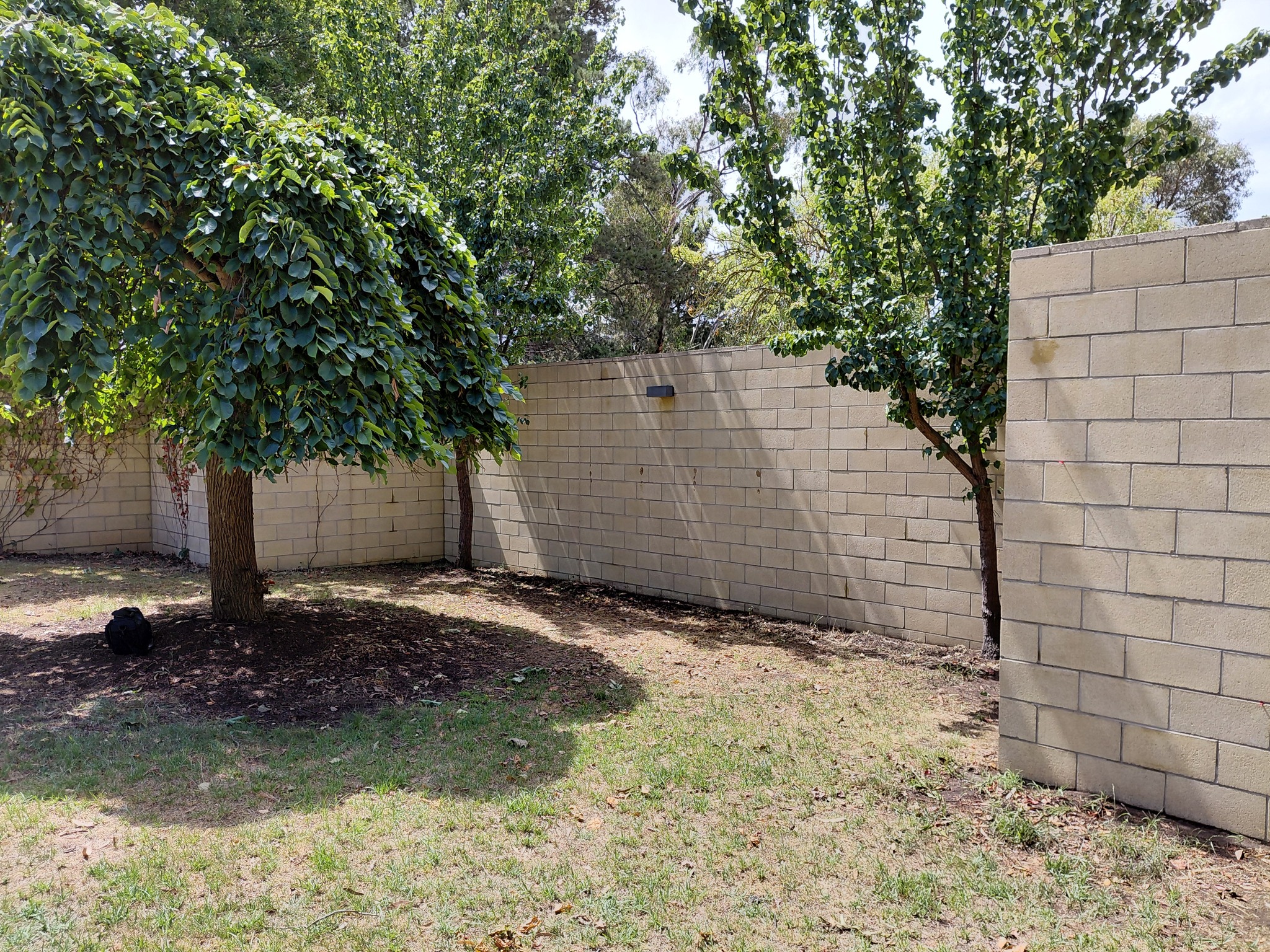Tree and shrub pruning Geelong