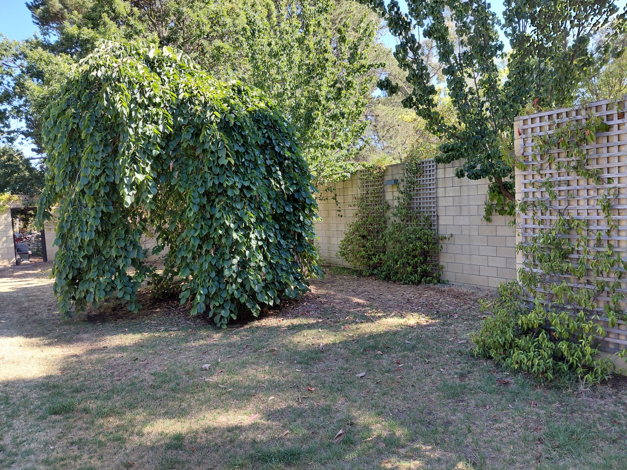 Hedge trimming Geelong before