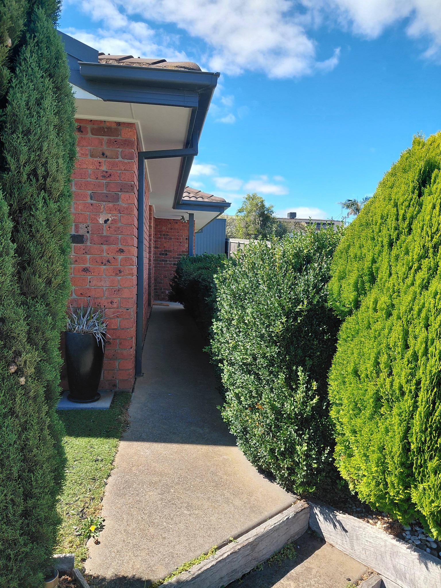 Hedge trimming Geelong before